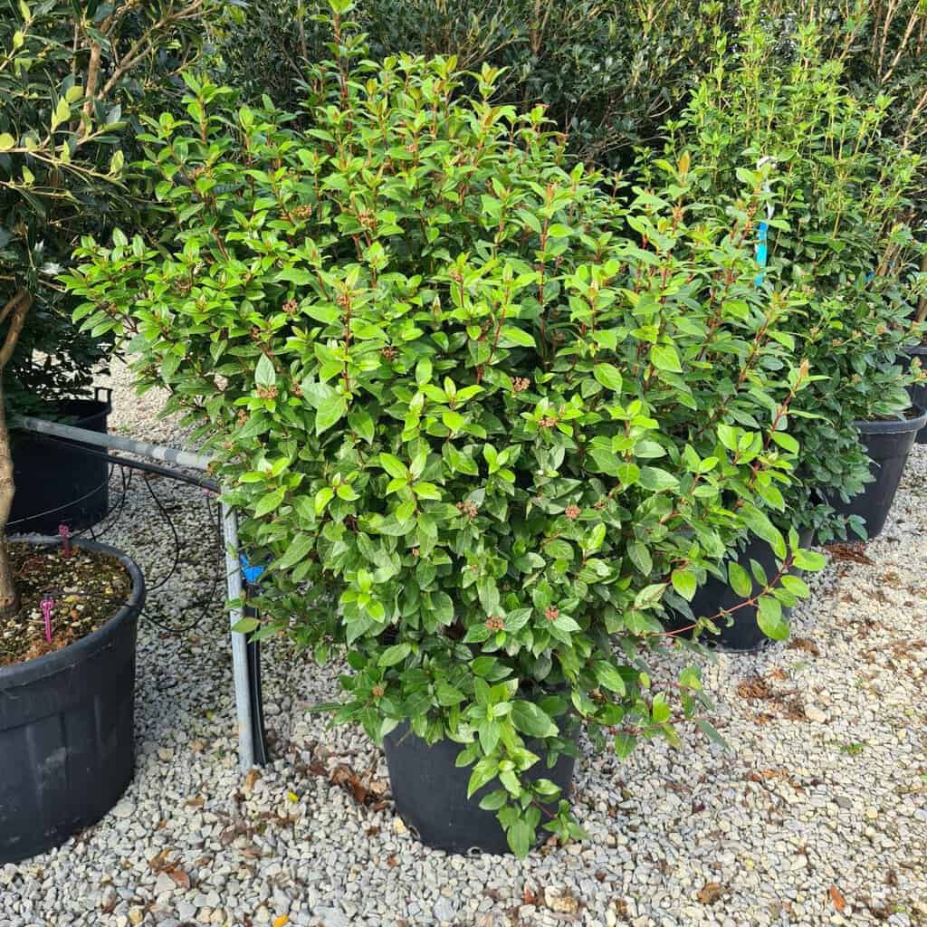 Viburnum tinus 'Eve Price' <span class="hidden specialOffer"></span> 30-40 cm